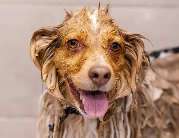 Brush and Bath